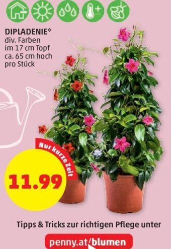PENNY DIPLADENIE* div. Farben im 17 cm Topf ca. 65 cm hoch pro Stück Angebot