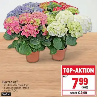 Metro Hortensie2) .im 14cm oder 23cm Topf Angebot