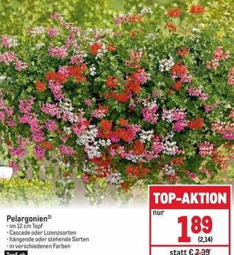 Metro Pelargonien²) .im 12 cm Topf Angebot