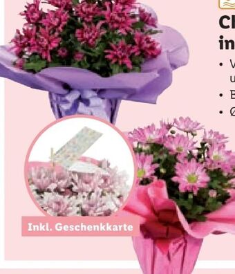 Lidl Chrysanthemen elle fleur Angebot