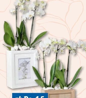 Lidl Orchidee Angebot