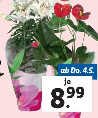 Lidl Blühpflanze Angebot