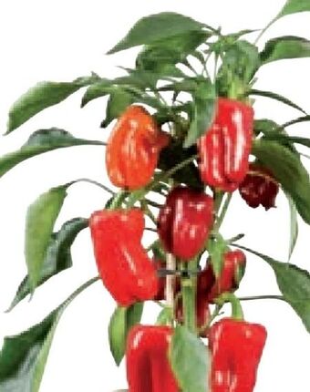 Lidl Gemüsepflanzen Angebot