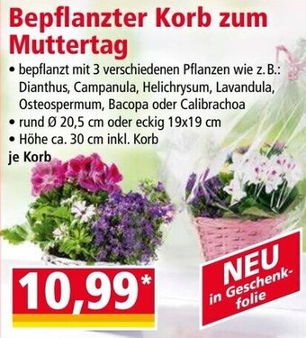 Norma Bepflanzter Korb zum Muttertag Angebot