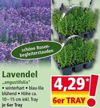 Norma Lavendel ,,angustifolia" Angebot
