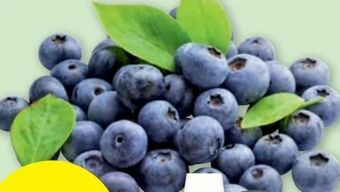 PENNY Heidelbeeren Angebot
