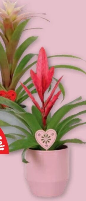 PENNY Bromelien mix Angebot
