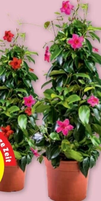 PENNY Dipladenie Angebot