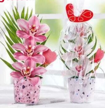 Norma Orchideengesteck Angebot