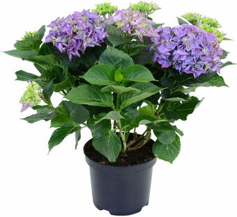 OBI Bauernhortensie blau höhe ca. 45 cm topf ca. 5 l hydrangea macrophylla Angebot