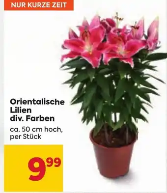 Billa Orientalische Lilien div. Farben ca. 50 cm hoch, per Stück Angebot
