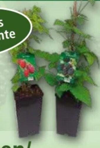 Norma Himbeeren Angebot