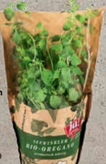 Billa Bio kräuter Angebot
