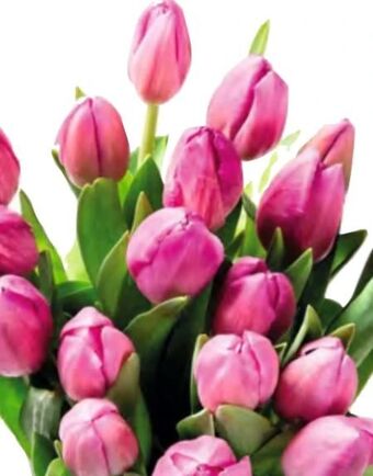 Spar Tulpen Angebot