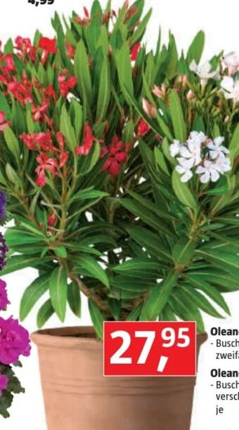 Bauhaus Oleander Angebot
