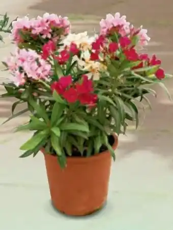 Metro Oleander busch tricolor Angebot