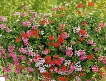 Metro Pelargonien Angebot