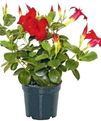 Hellweg Dipladenia sundaville Angebot