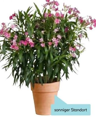 Hellweg Oleander Angebot