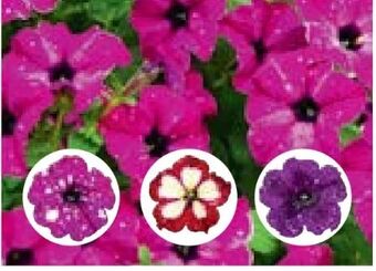 Hellweg Petunie sky family mix Angebot