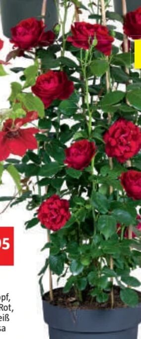 Bauhaus Rosen doppelbogen Angebot