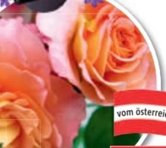 Bauhaus Rosen Angebot
