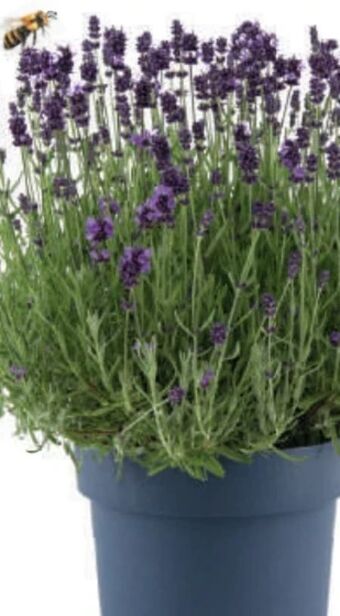 Bauhaus Lavendel Angebot