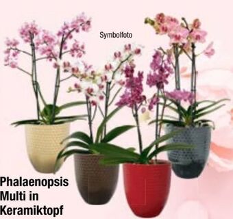 Maximarkt Phalaenopsis multiflora Angebot