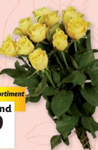 Lidl Rosen Angebot