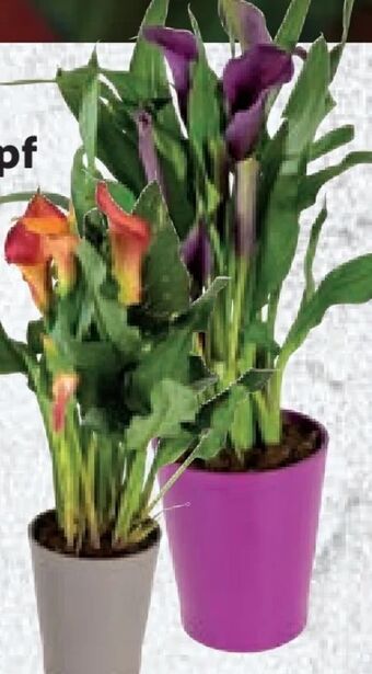 Lidl Calla Angebot