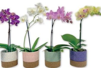 PENNY Mini-orchidee Angebot