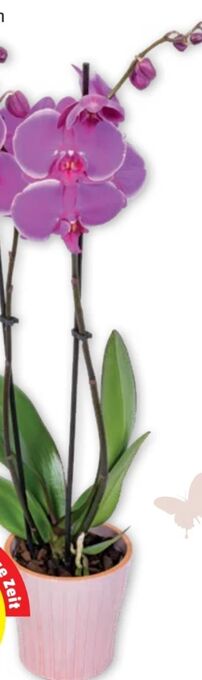 PENNY Orchidee phalaenopsis Angebot