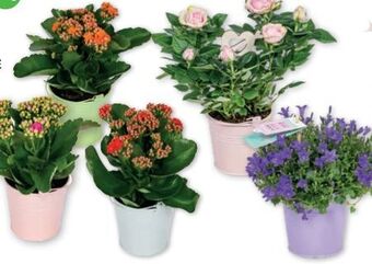 PENNY Blühpflanzen mix Angebot