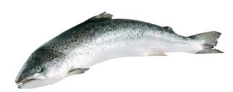 Transgourmet Lachs Angebot