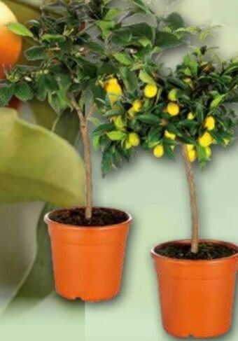 Norma Stämmchen Angebot