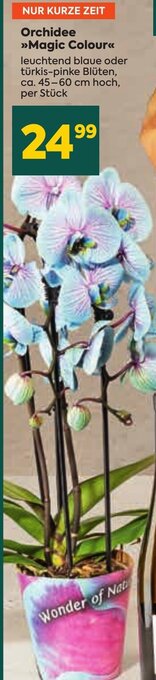Billa Orchidee >>Magic Colour<< Angebot