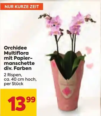Billa Orchidee Multiflora mit Papier-manschette div. Farben 2 Rispen, ca. 40 cm hoch, per Stück Angebot