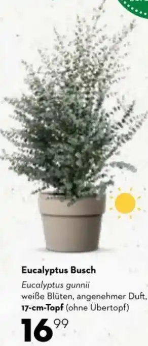 Eucalyptus Busch Eucalyptus gunnii weiße Blüten, angenehmer Duft, 17-cm-Topf (ohne Übertopf)