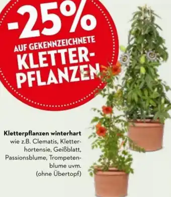 Kletterpflanzen winterhart wie z.B. Clematis, Kletter-hortensie, Geißblatt, Passionsblume, Trompeten-