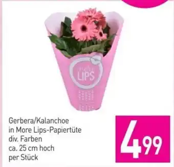Sutterlüty Gerbera/Kalanchoe in More Lips-Papiertüte div. Farben ca. 25 cm hoch per Stück Angebot