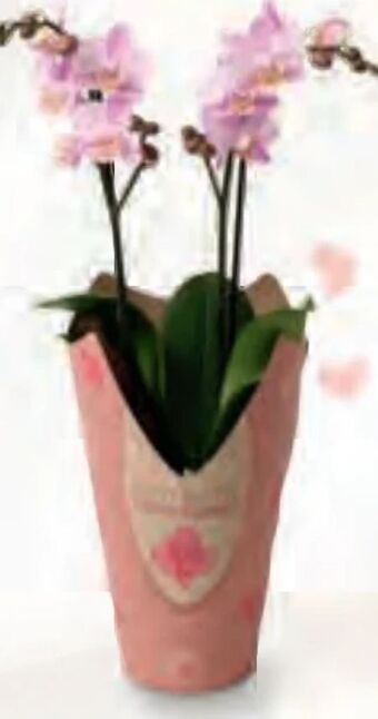 Billa Orchidee multiflora Angebot