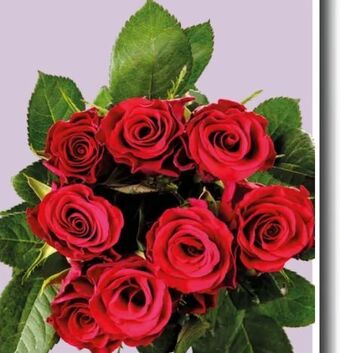 Spar Rosen Angebot