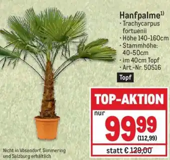 Metro Hanfpalme¹ • Höhe 140-160cm • Stammhöhe: .im 40cm Topf Angebot