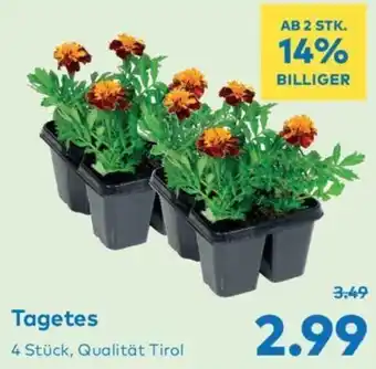 T&G Tagetes 4 Stück, Qualität Tirol Angebot