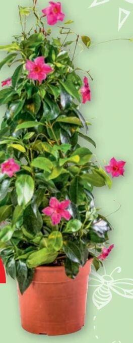 PENNY Dipladenie Angebot
