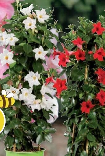 Lidl Dipladenia rio pyramide mix Angebot