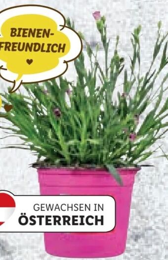 Lidl Dianthus pink kisses Angebot