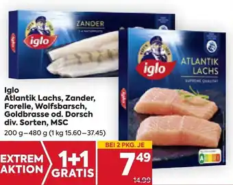 Billa Iglo Atlantik Lachs, Zander, Forelle, Wolfsbarsch, Goldbrasse od. Dorsch div. Sorten, MSC 200 g- 480 g Angebot