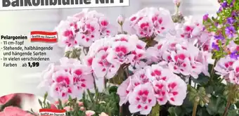 Bauhaus Pelargonien Qualität aus Österreich Angebot