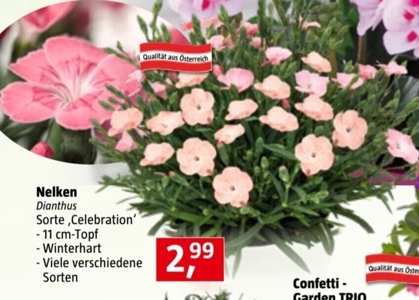 Bauhaus Nelken Dianthus Angebot